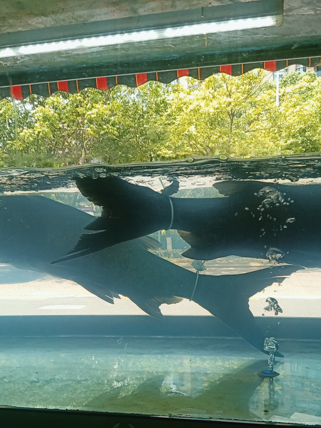 千岛湖正宗有机鱼头