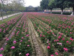 -广东花都香草世界旅游度假区