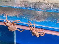 -阳澄湖大闸蟹·琼灵阁牌品牌连锁(吴中总店)