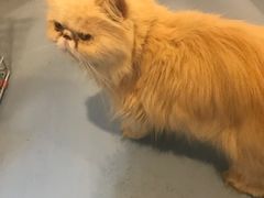 -猫色咖啡·猫咖