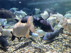 -成都浩海立方海洋公园