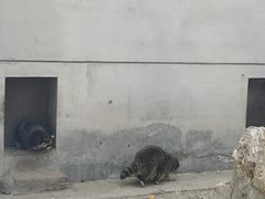 -石家庄市动物园