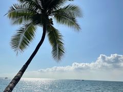 -龙泉人椰子鸡.糟粕醋.海南菜(三亚旗舰店)