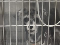 -爱佳宠物中心医院24H·CT·骨外科·猫专科(瑶海万达店)