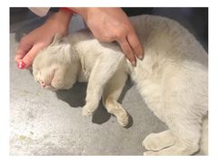 -流酥可心·牛乳蛋糕商店(禾祥西路店)