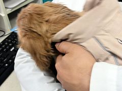 -瑞康宠物医院·犬猫牙科·异宠专科·转诊诊疗中心(劳卫路店)