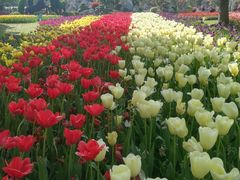 -上海鲜花港