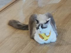 -南京Hallo宠物乐园·哈罗犬舍·柴犬繁育基地