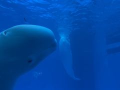 -海合安成都极地海洋公园