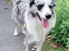 -翊宠yipet猫狗购宠庄园犬舍•猫舍