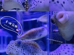 -太平洋海底世界