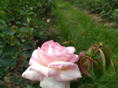 -人民公园(罗湖区)