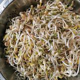 来个豆芽吧