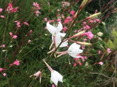 -紫荆广场·花漫里