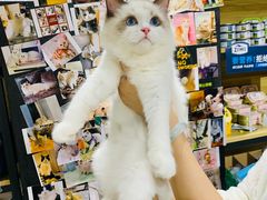 -欣宠猫屋·矮脚拿破仑·蓝金金渐层