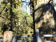 -天目山大树王景区