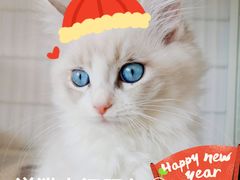-70cat德文卷毛猫·缅因猫纯种猫舍