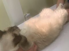 -美迦爱-牙专科·兔科·骨科诊疗中心(北苑店)