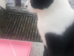 -喵屿·大理花园猫咖