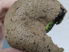 -奈雪的茶(汇一城pure店)