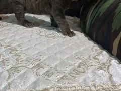 -山宅一喵德文卷毛猫舍