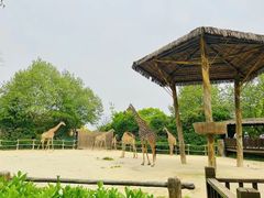 -上海野生动物园