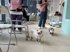 -怪兽屋·羊驼·猫咖·狗咖(俊华广场店)