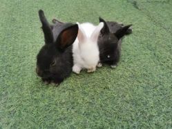 -萌宠亲子动物乐园(槐房万达店)