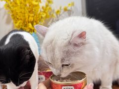 -宠物星动物医院·眼科·异宠·猫科(江南大道总院)