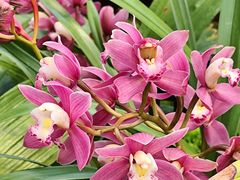 -国家植物园南园