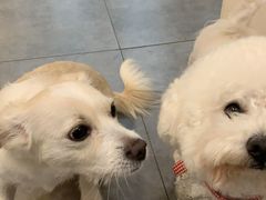 -帕帕拉兹宠物(亚洲旗舰店)