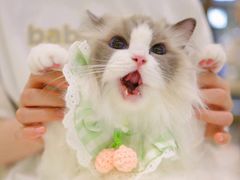 -momokira米努特·德文卷毛猫·棉花面纱犬