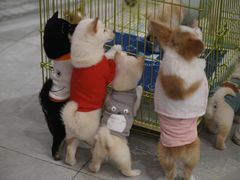 -柴犬小屋·柴餐厅·狗咖食堂(金鼎广场店)