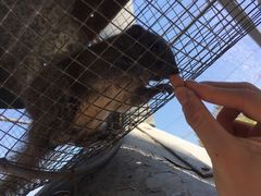 -西霞口神雕山野生动物世界