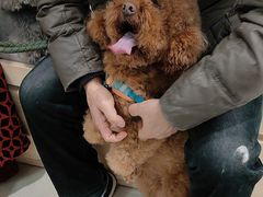 -宠福鑫康馨动物医院·骨科·眼科