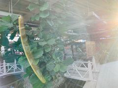 -红栌温泉山庄生态美食餐厅