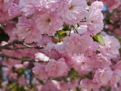 -北京国际鲜花港