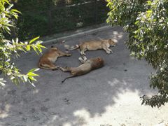 -大连森林动物园