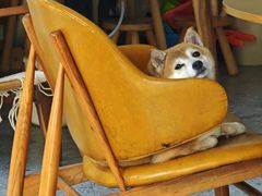 -是阿柴呀！柴犬咖啡·爱喵喵猫咖