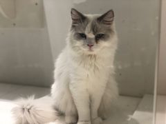 -喵喵咪呀布偶猫咖(春熙路店)