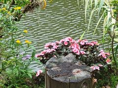 -深圳仙湖植物园