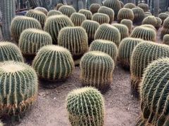 -南山植物园