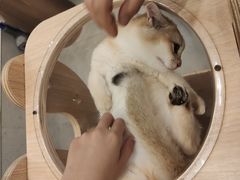 -飞行喵MR PILOT|猫舍·猫咖(静安大融城店)