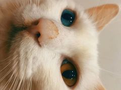 -PETKIT 小佩宠物·低压洗护·美容·寄养(安远店)