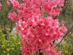 -南汇桃花村