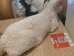 -藏猫猫咖啡主题馆(中央大道店)