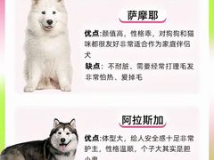 -翊宠yipet猫狗购宠庄园犬舍•猫舍