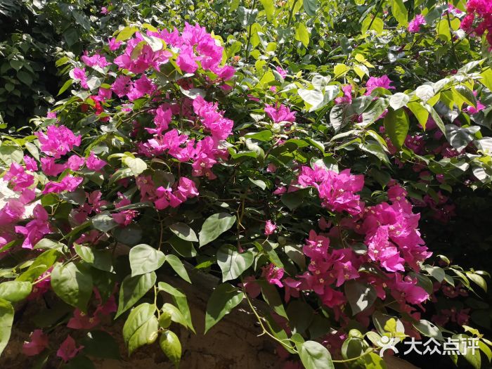 芽庄珍珠岛游乐园图片