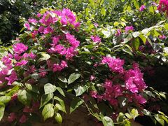 -芽庄珍珠岛游乐园