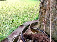 -南宁良凤江国家森林公园